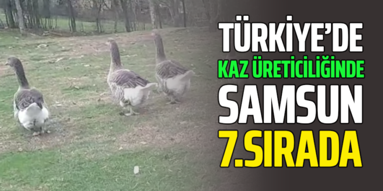 TÜRKİYE’DE KAZ ÜRETİCİLİĞİNDE SAMSUN 7.SIRADA