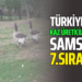 TÜRKİYE’DE KAZ ÜRETİCİLİĞİNDE SAMSUN 7.SIRADA