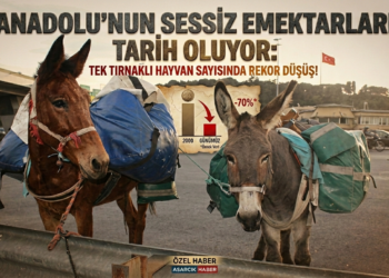 ANADOLU’NUN SESSİZ EMEKTARLARI TARİH OLUYOR: TEK TIRNAKLI HAYVAN SAYISINDA REKOR DÜŞÜŞ!