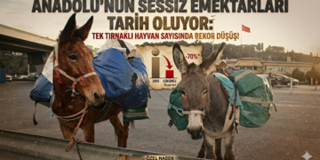 ANADOLU’NUN SESSİZ EMEKTARLARI TARİH OLUYOR: TEK TIRNAKLI HAYVAN SAYISINDA REKOR DÜŞÜŞ!