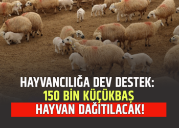 HAYVANCILIĞA DEV DESTEK: 150 BİN KÜÇÜKBAŞ HAYVAN DAĞITILACAK!