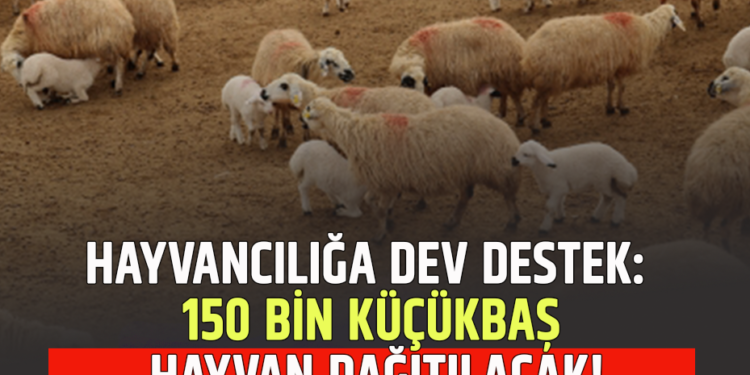 HAYVANCILIĞA DEV DESTEK: 150 BİN KÜÇÜKBAŞ HAYVAN DAĞITILACAK!