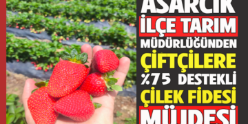 ASARCIK İLÇE TARIM MÜDÜRLÜĞÜNDEN ÇİFTÇİLERE %75 DESTEKLİ ÇİLEK FİDESİ MÜJDESİ!