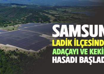 SAMSUN LADİK İLÇESİNDE ADAÇAYI VE KEKİK HASADI BAŞLADI